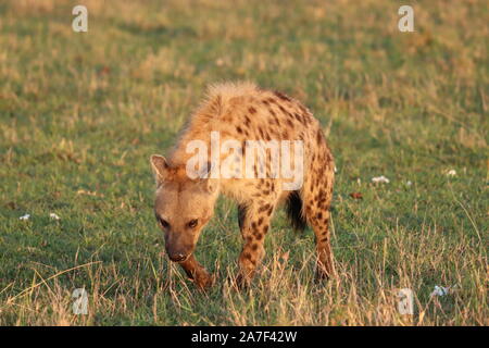 L'Hyène tachetée (Crocuta crocuta) dans la savane africaine. Banque D'Images