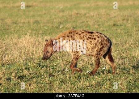 L'Hyène tachetée (Crocuta crocuta) dans la savane africaine. Banque D'Images