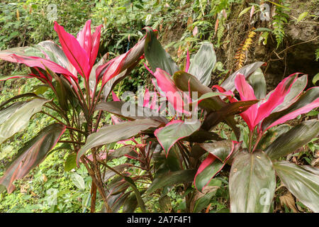 Photo d'une cordyline fruticosa plante tropicale communément appelé Ti plante. Cordyline Fruticosa pink forme croissant dans la jungle. Riches en végétation. Banque D'Images