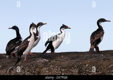 Blue Eyed colonie de cormorans, Peninsula Valdes, Golfo Nuevo, la Patagonie. Banque D'Images