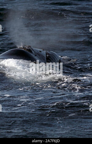 Baleine franche australe dans le Golfo Nuevo près de Punta Piramidis sur la péninsule Valdes, Patagaonia Cubut,, en Argentine. Banque D'Images