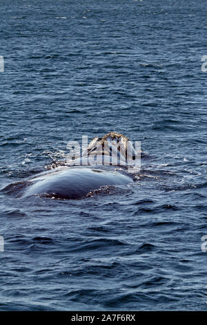 Baleine franche australe dans le Golfo Nuevo près de Punta Piramidis sur la péninsule Valdes, Patagaonia Cubut,, en Argentine. Banque D'Images