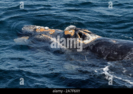 Baleine franche australe dans le Golfo Nuevo près de Punta Piramidis sur la péninsule Valdes, Patagaonia Cubut,, en Argentine. Banque D'Images