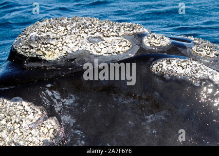 Baleine franche australe dans le Golfo Nuevo près de Punta Piramidis sur la péninsule Valdes, Patagaonia Cubut,, en Argentine. Banque D'Images