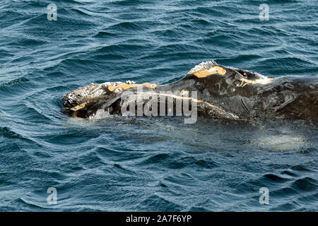 Baleine franche australe dans le Golfo Nuevo près de Punta Piramidis sur la péninsule Valdes, Patagaonia Cubut,, en Argentine. Banque D'Images