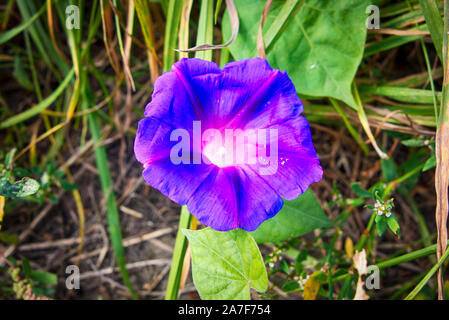Convolvulus liseron des champs de plantes à fleurs violettes Photo Stock -  Alamy