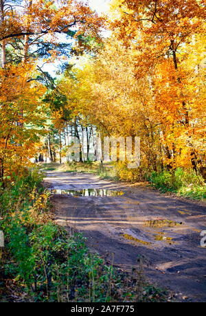 Route en forêt d'automne après la pluie. Scène non urbaines. Banque D'Images