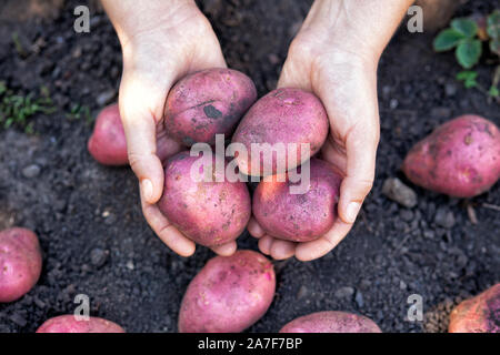 Farmer holding fresh pommes de terre biologiques récoltés dans ses mains. Close up. Banque D'Images