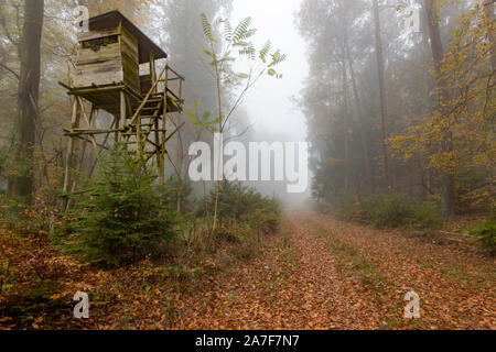 Chasseur en bois perché à la lisière de la forêt dans le brouillard d'automne dans la forêt de pins à l'arrière-plan flou Banque D'Images