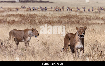 Deux Lioness (Panthera leo) la chasse à proximité d'un troupeau d'antilopes springboks dans les prairies du parc national d'Etosha en Namibie, l'Afrique. Banque D'Images