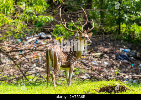 Chital cerf avec pollution des sols dans l'arrière-plan. Indique la pollution de l'environnement. Et l'importance de la protéger. Doe Capreolus capreolus loo Banque D'Images