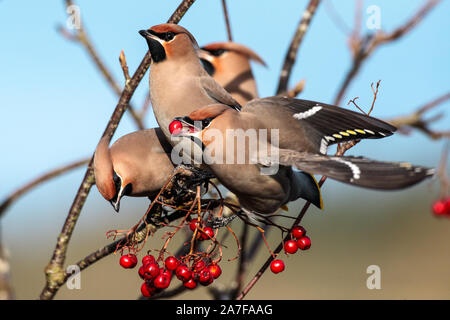 Jaseur boréal Bombycilla, volubile, se nourrissant de baies Rowan, Sorbus aucuparia Banque D'Images