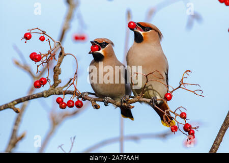 Jaseur boréal Bombycilla, volubile, se nourrissant de baies Rowan, Sorbus aucuparia Banque D'Images