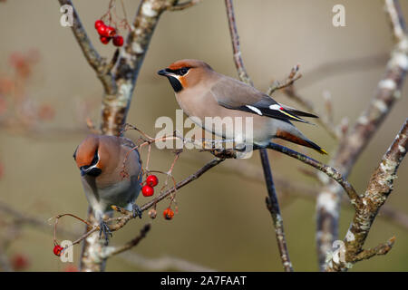 Jaseur boréal Bombycilla, volubile, se nourrissant de baies Rowan, Sorbus aucuparia Banque D'Images