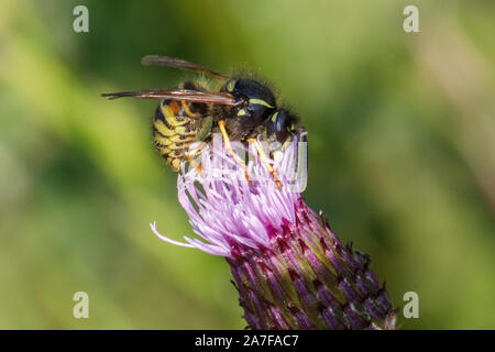 Guêpe commune Vespula Vulgaris, Banque D'Images