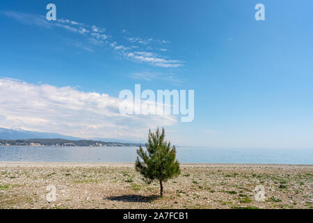 Un arbre isolé sur une plage à Gagra dans le pays non reconnus de l'Abkhazie Banque D'Images