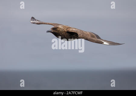 Grand Labbe, Catharacta skua, en vol Banque D'Images