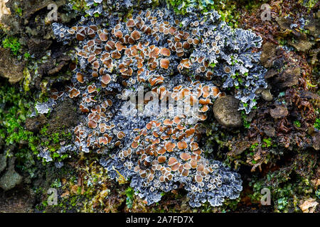 Bardeaux aux yeux rouges, lichen Pannaria rubiginosa Banque D'Images