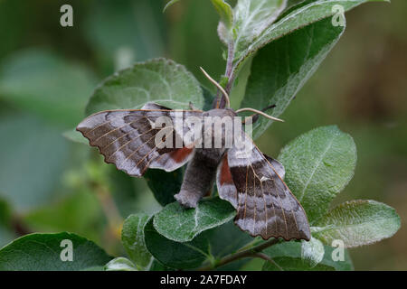 Hawk-moth peuplier Laothoe populi, Banque D'Images