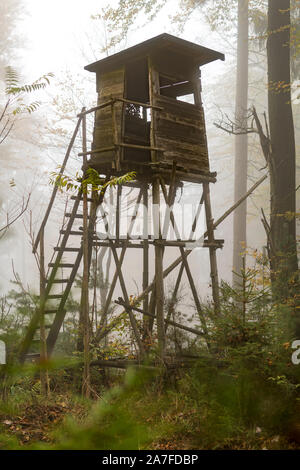 Chasseur en bois perché à la lisière de la forêt dans le brouillard d'automne dans la forêt de pins à l'arrière-plan flou Banque D'Images