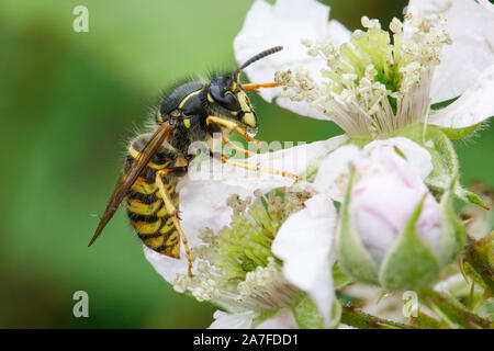 Guêpe Dolichovespula saxonica, Saxon Banque D'Images