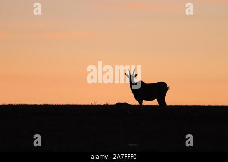 Éland du Cap silhouette dans la savane africaine. Banque D'Images