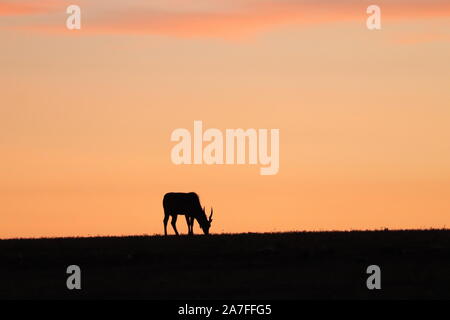 Éland du Cap silhouette dans la savane africaine. Banque D'Images