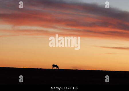 Éland du Cap silhouette dans la savane africaine. Banque D'Images