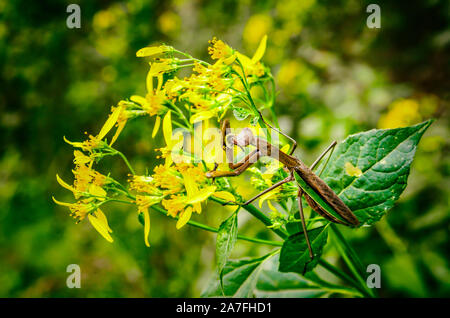 Gros plan macro d'insecte brun praying mantis manger abeille sur wingstem jaune avec fleurs conseils noir Banque D'Images