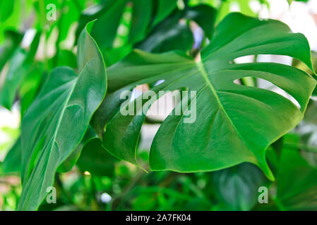 Close-up of a tropical à la mode Monstera fleur dans le jardin ou le palm house Banque D'Images