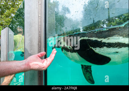 Londres, Royaume-Uni. 08-03-2019. ZSL London Zoo. Penguin Beach - Angleterre Penguin pool le plus grand avec une belle colonie de pingouins de Humboldt. Banque D'Images