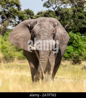 L'éléphant d'Afrique en marche vers l'appareil photo Banque D'Images