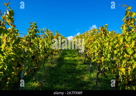 Allemagne, chemin à travers vignes mûres riches en automne saison pleine de raisins prêts pour la récolte sous ciel bleu sur une journée ensoleillée Banque D'Images