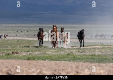 Beaux Chevaux sauvages au printemps dans le désert de l'Utah Banque D'Images