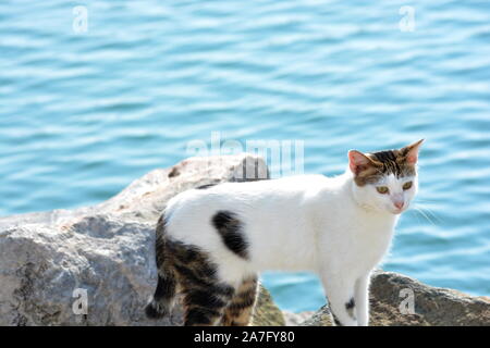 Un chat tabby et blanc à pied par des bateaux de pêche sur une Méditerranée , rôdant autour des roches à la recherche de nourriture puis dormir Banque D'Images