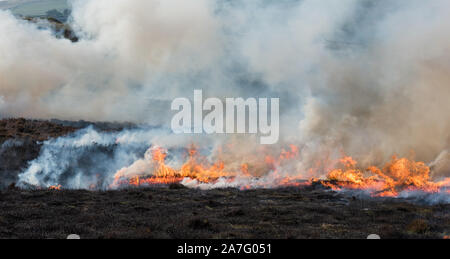 Par Heather gestion Grouse moor burning, parc national de Peak District, Emgland Banque D'Images