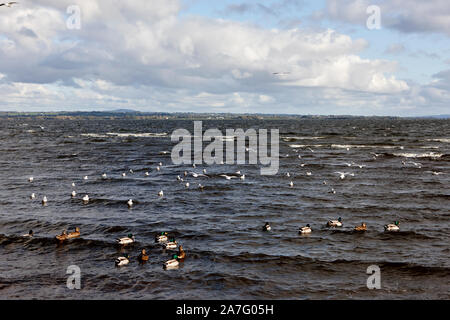 Les oiseaux sauvages, notamment les canards et les mouettes à tête noire sur la berge à ballyronan Lough Neagh comté de Derry en Irlande du Nord Banque D'Images