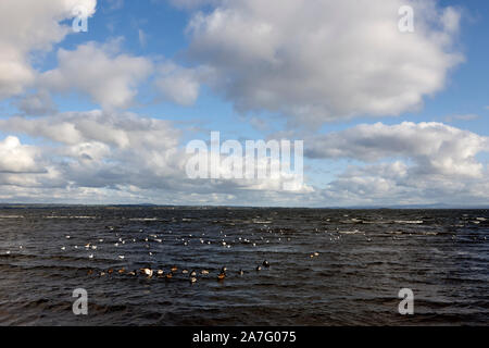 Les oiseaux sauvages, notamment les canards et les mouettes à tête noire sur la berge à ballyronan Lough Neagh comté de Derry en Irlande du Nord Banque D'Images