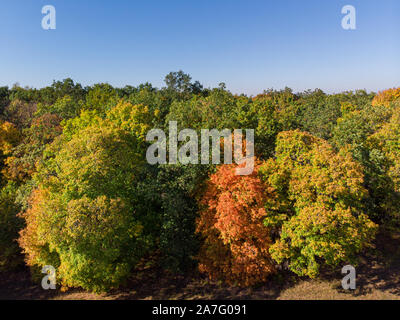 Beau vert, orange et rouge forêt d'automne en Allemagne à partir de ci-dessus au cours de l'automne dans la matinée Banque D'Images