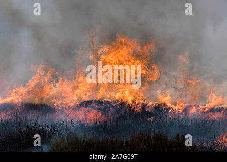 Par Heather gestion Grouse moor burning, parc national de Peak District, Emgland Banque D'Images