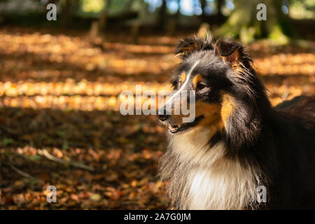 Dans la forêt Sheltie Banque D'Images
