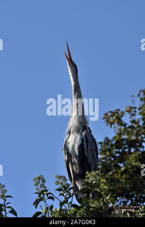 Héron cendré Ardea cinerea;;Appel;site de nidification ; Banque D'Images