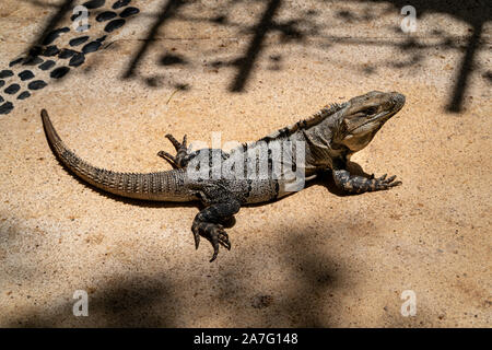 Iguana assis dans le soleil pour se réchauffer au petit matin. Banque D'Images