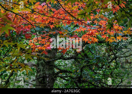 Il y a dans toutes les feuilles Acer beauté d'automne avant qu'ils tombent sur le sol Banque D'Images