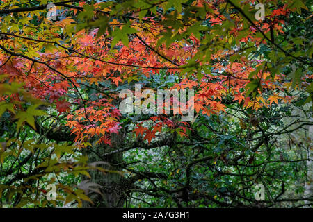 Il y a dans toutes les feuilles Acer beauté d'automne avant qu'ils tombent sur le sol Banque D'Images