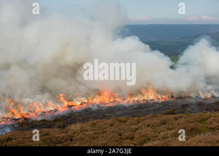 Mangement de Grouse par brûlage de bruyère, Peak District National Park, Angleterre Banque D'Images