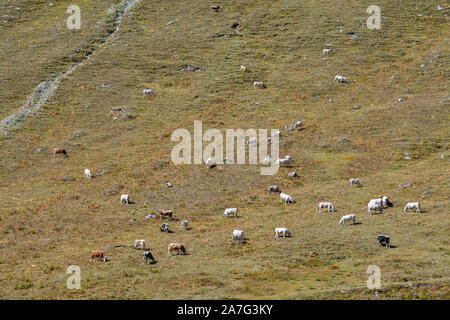 Close-up d'un troupeau de vaches qui paissent dans un pâturage des Alpes italiennes dans un beau jour de fin d'été, Chianale, Colle dell'Agnello, Coni, Piémont, Italie Banque D'Images