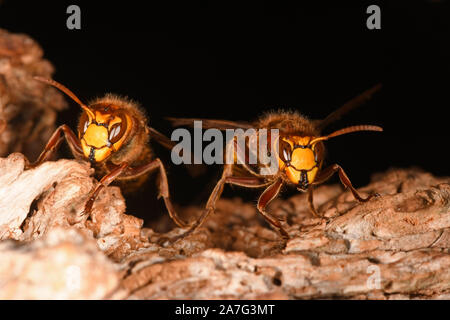 Frelon européen (Vespa crabro) adultes à l'entrée du nid, Pays de Galles, Royaume-Uni, octobre Banque D'Images