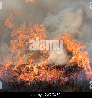 Mangement de Grouse par brûlage de bruyère, Peak District National Park, Angleterre Banque D'Images