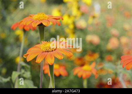 Tithonia rotundifolia 'Torch' fleurs dans un jardin à la fin de l'été dans le Nottinghamshire (Royaume-Uni) frontière Banque D'Images